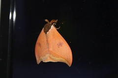 Automeris bilinea