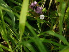 Trichodesma inaequale