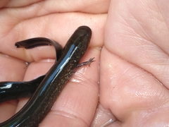 Siren lacertina