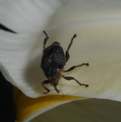 Mononychus punctumalbum