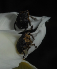 Mononychus punctumalbum