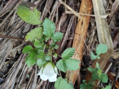 Rubus hirsutus