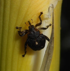 Mononychus punctumalbum