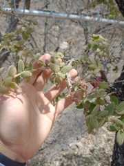 Quercus oblongifolia