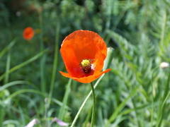 Papaver maschukense