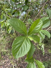 Cordia collococca