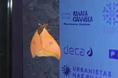 Automeris bilinea