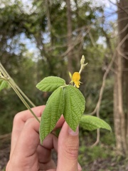 Rhynchosia reticulata
