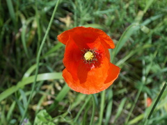 Papaver maschukense