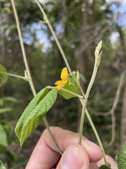 Rhynchosia reticulata