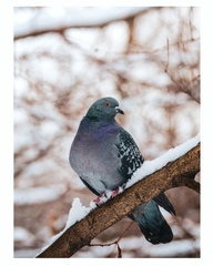 Columba livia