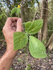 Rhynchosia reticulata