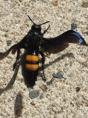 Pygodasis ephippium ephippium