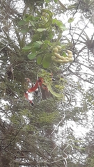 Pithecellobium excelsum