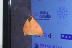 Automeris bilinea