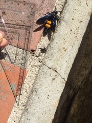 Pygodasis ephippium ephippium