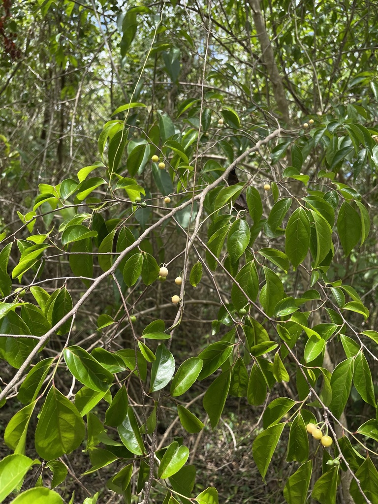 Casearia decandra from Corredor Ecologica Del Noreste, Fajardo, PR, US ...