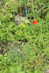 Papaver maschukense