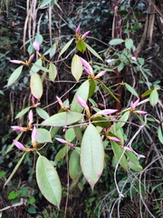 Rhododendron latoucheae