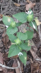 Tetramerium