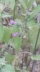 Magnoliopsida