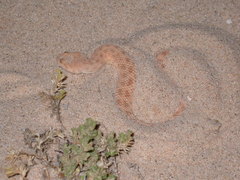 Cerastes vipera