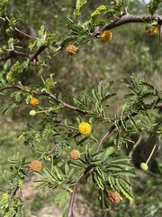 Vachellia tortuosa