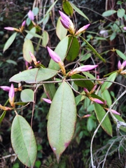 Rhododendron latoucheae