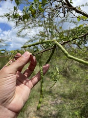 Vachellia tortuosa