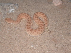 Cerastes vipera