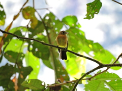 Myiobius sulphureipygius