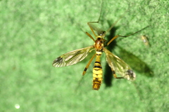 Ctenophora ornata