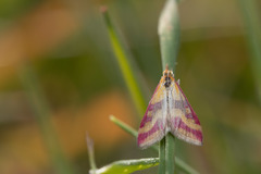 Pyrausta sanguinalis