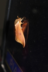 Automeris bilinea