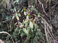 Rhododendron latoucheae