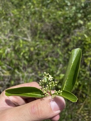 Zanthoxylum schreberi