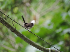 Campylorhynchus albobrunneus