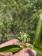 Zanthoxylum schreberi