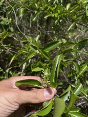 Zanthoxylum schreberi