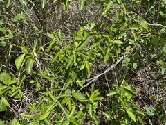 Zanthoxylum schreberi