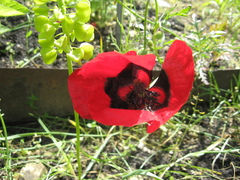 Papaver pavoninum ocellatum