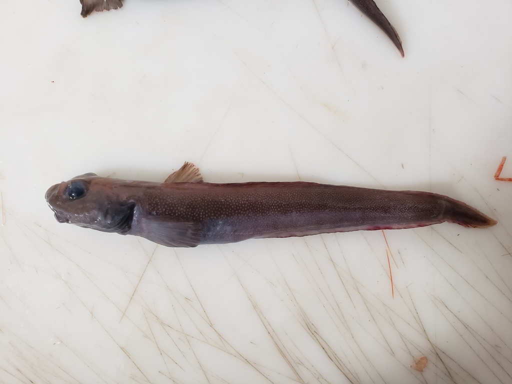 Paamiut Eelpout