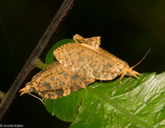 Polyortha