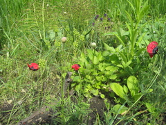 Papaver pavoninum ocellatum