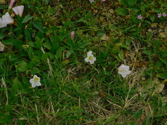 Oenothera speciosa