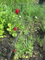 Papaver pavoninum ocellatum