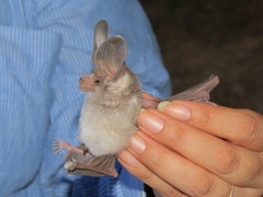 Macrotus californicus