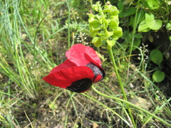 Papaver pavoninum ocellatum