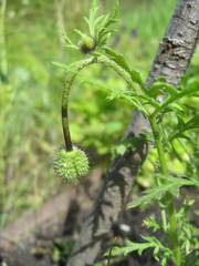 Papaver pavoninum ocellatum