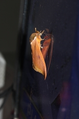 Automeris bilinea